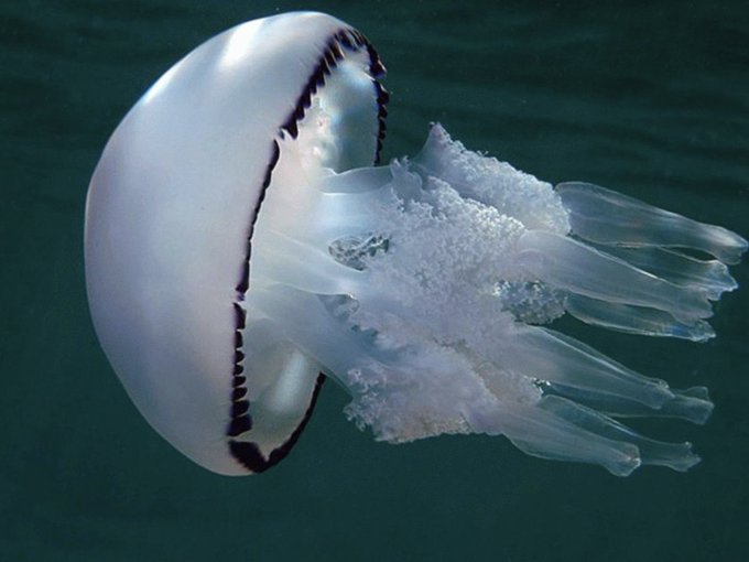 650 миллионов. Тот факт что медуза выжила 650 миллионов лет без мозгов. То что медуза выжила 650. Тот факт что медуза выжила 650 миллионов. Медузы выжили без мозга.