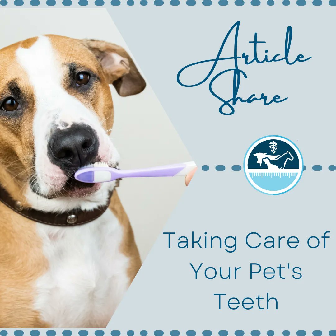 vetmeasure's tweet image. Whether you are a veterinarian or a pet owner, it is important to pay attention to an animal's dental health. In celebration of #PetDentalHealthMonth, learn more about how to monitor and improve your pet's dental health. Link in bio! 
#DentalHealth #VetMeasure