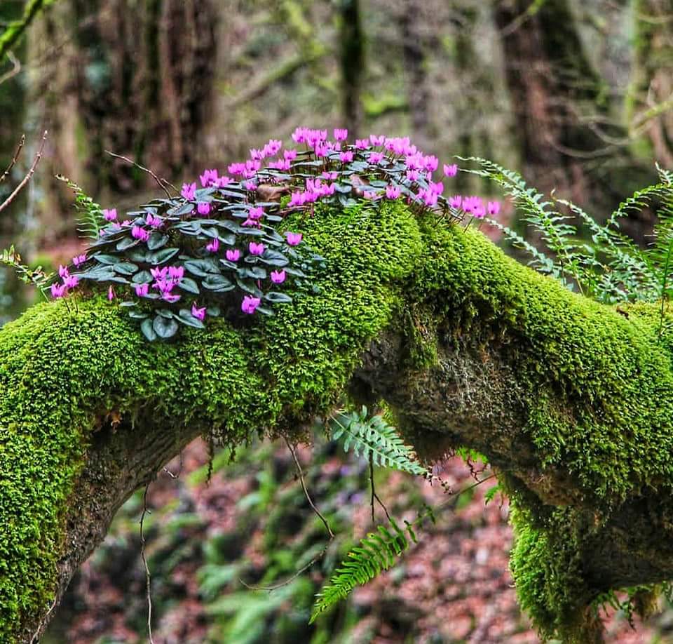 SajadAlipour98's tweet image. Cyclamen elegans and Cyclamen coum in natural habitats 
The Caspian Hyrcanian Mixed Forests, North of Iran
Altitude 300m
January- February 2020
#cyclamen #Primulaceae #wildflowers #ornamental_plants #Iran #nativeplants #sajadalipour #ecology #bidiversity #botany
 #horticulture