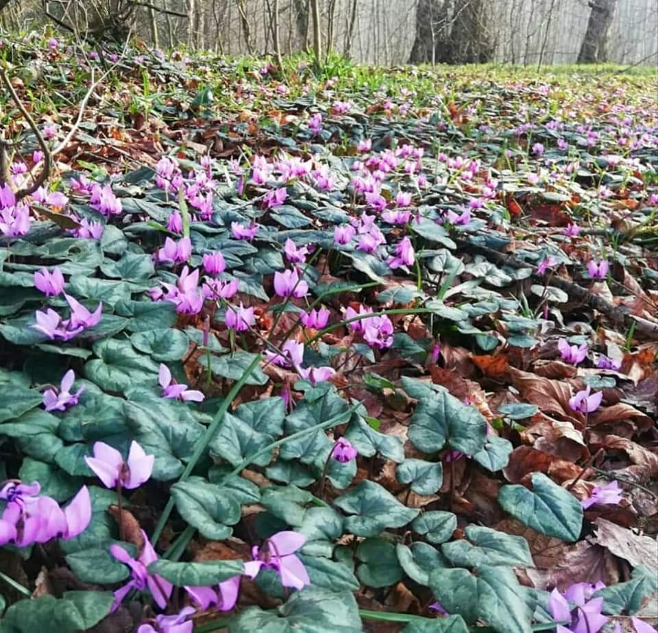SajadAlipour98's tweet image. Cyclamen elegans and Cyclamen coum in natural habitats 
The Caspian Hyrcanian Mixed Forests, North of Iran
Altitude 300m
January- February 2020
#cyclamen #Primulaceae #wildflowers #ornamental_plants #Iran #nativeplants #sajadalipour #ecology #bidiversity #botany
 #horticulture