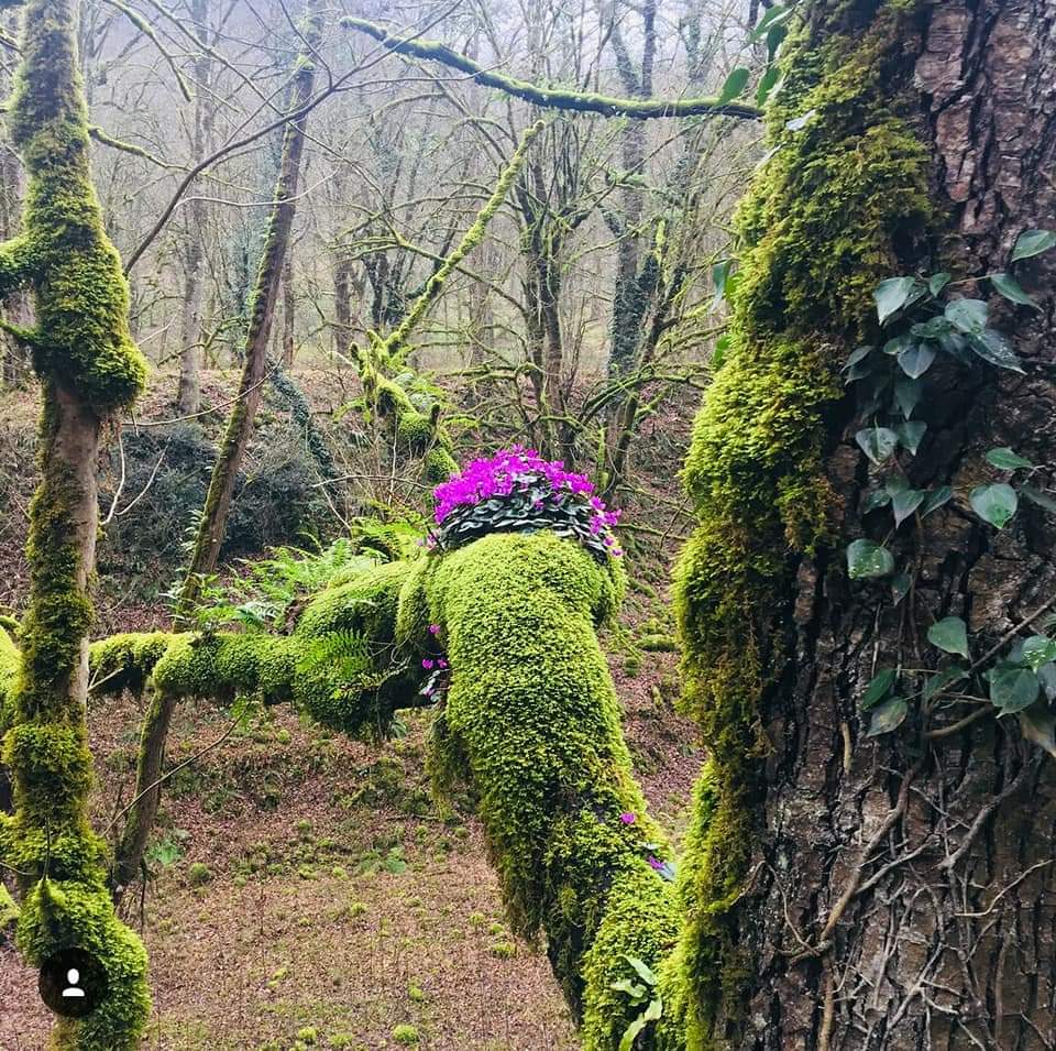 SajadAlipour98's tweet image. Cyclamen elegans and Cyclamen coum in natural habitats 
The Caspian Hyrcanian Mixed Forests, North of Iran
Altitude 300m
January- February 2020
#cyclamen #Primulaceae #wildflowers #ornamental_plants #Iran #nativeplants #sajadalipour #ecology #bidiversity #botany
 #horticulture