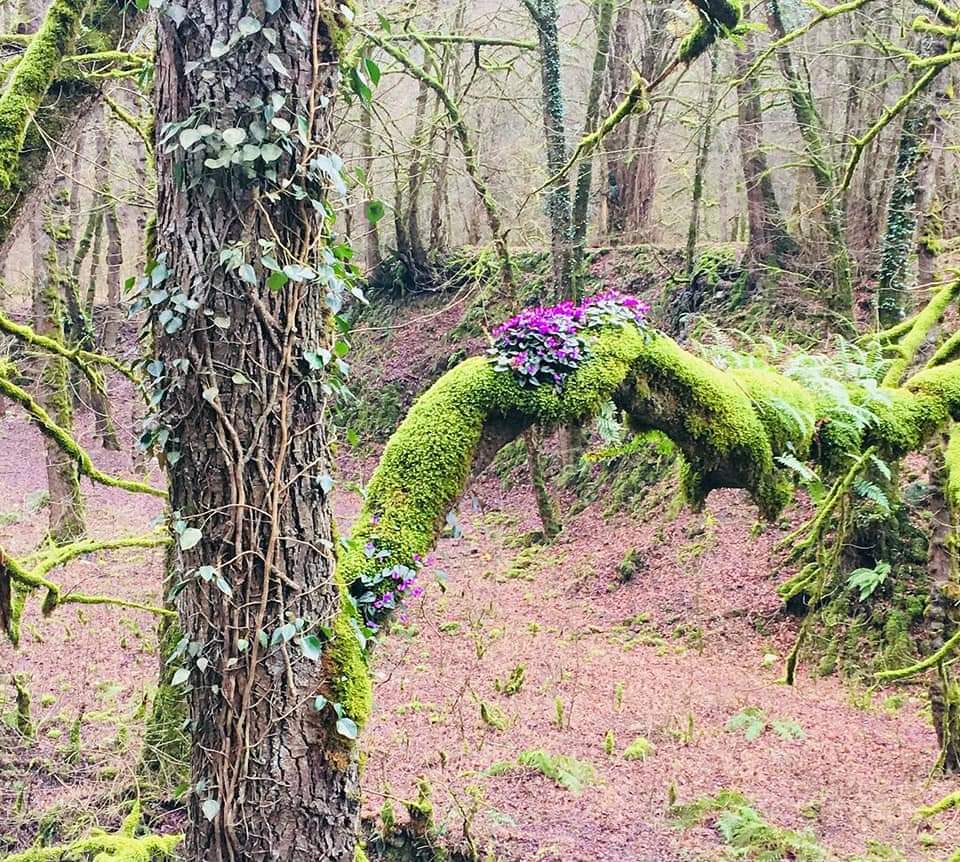 SajadAlipour98's tweet image. Cyclamen elegans and Cyclamen coum in natural habitats 
The Caspian Hyrcanian Mixed Forests, North of Iran
Altitude 300m
January- February 2020
#cyclamen #Primulaceae #wildflowers #ornamental_plants #Iran #nativeplants #sajadalipour #ecology #bidiversity #botany
 #horticulture