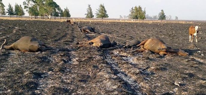 lunanielsenn's tweet photo. en Corrientes hay QUINCE focos activos de incendio, están muriendo todos los animales, de hambre, quemados, en rutas intentando escapar, la gente está perdiendo todo lo que tiene, los esteros del Iberá (uno de los mayores humedales de sudamerica) estan siendo consumidos https://t.co/mvwDFYlZGJ