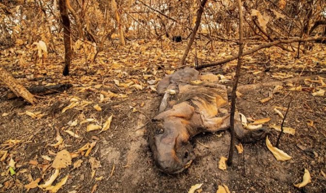 lunanielsenn's tweet photo. en Corrientes hay QUINCE focos activos de incendio, están muriendo todos los animales, de hambre, quemados, en rutas intentando escapar, la gente está perdiendo todo lo que tiene, los esteros del Iberá (uno de los mayores humedales de sudamerica) estan siendo consumidos https://t.co/mvwDFYlZGJ