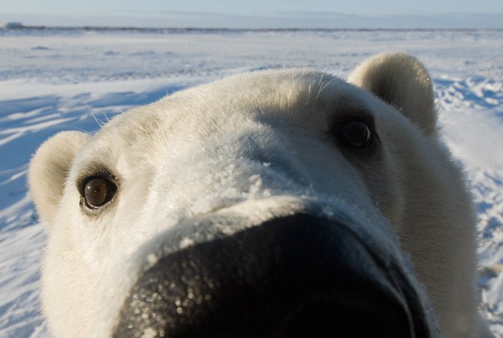 endr on X: face reveal! (yes i am ice bear!)  / X