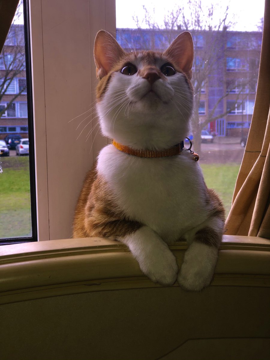 DoraKamara6's tweet photo. Hi 😺 https://t.co/IjQA8CgK06