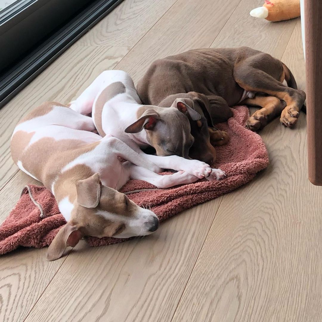 [220217] Jungkook’un abisi, Instagram hesabı üzerinden Bam, Song ve Paeng’in bebeklik fotoğraflarını paylaştı.