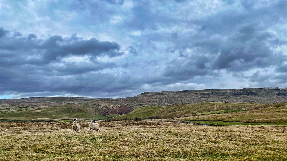 oldcrofthouse's tweet photo. One thing in life is guaranteed, Rachel will always make a walk longer even when she shortens it. With endless vistas like these all is forgiven
#theperfectday #notasoulinsight #thegreatoutdoors #ashfell #smardalefell #viewsfordays #howgillfells #endlessskies #cloudwatching https://t.co/oe7aMLVZph