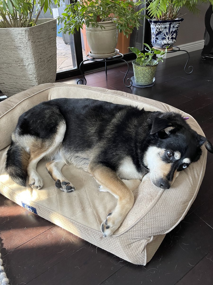 lalasmofo's tweet photo. My clean and fluffy princess Lucy after her grooming appointment❤️ https://t.co/EZnZ23VES0