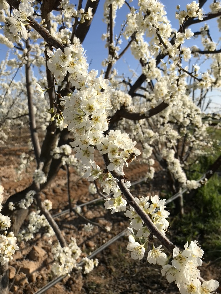 ValentBioStim's tweet photo. Pollination support is crucial at bloom, when the number of successfully pollinated blooms will determine the fruit set and eventual yield. Can you spot the bee?
#Bees #Bloom #Orchard #Pollination #Agriculture #Agronomy #FruitSet #Spring #Farmers #Growers https://t.co/vCdUKI1s7t