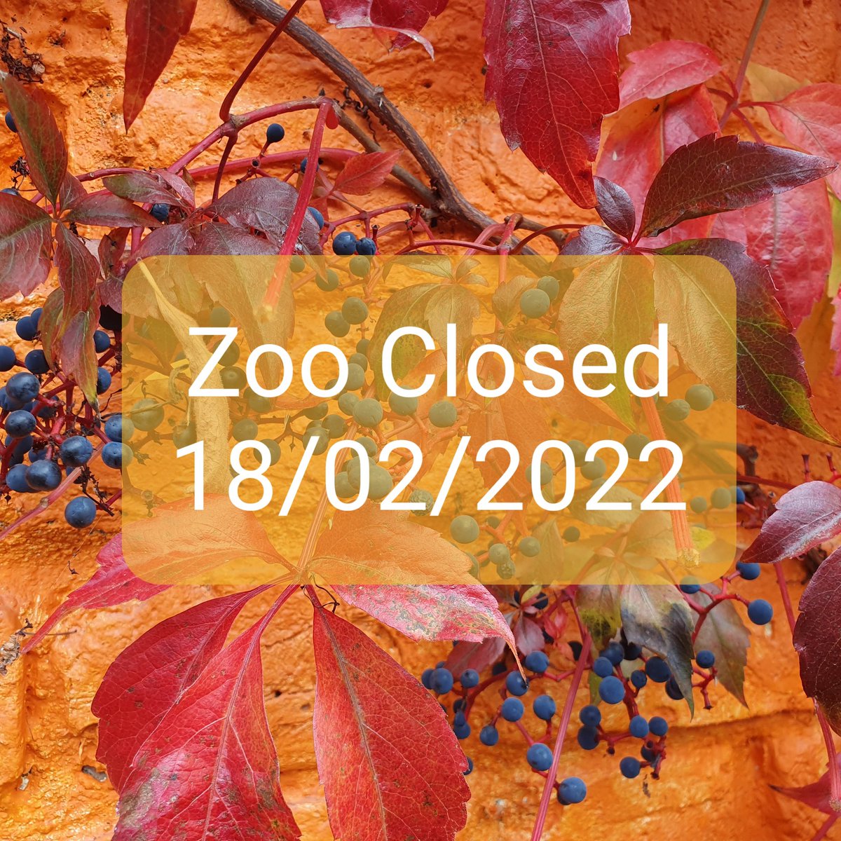 Hanwell Zoo tweet media