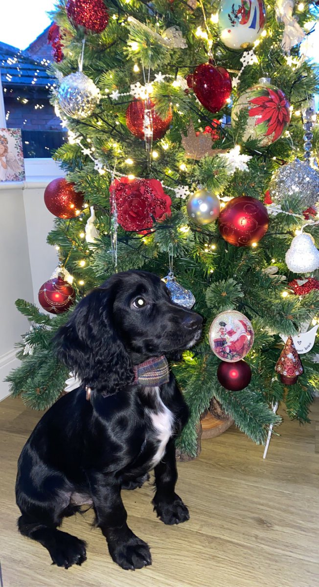 BryntheWCS's tweet photo. reminiscing christmas well mainly the turkey😮‍💨 https://t.co/Qdnp2gKu7H