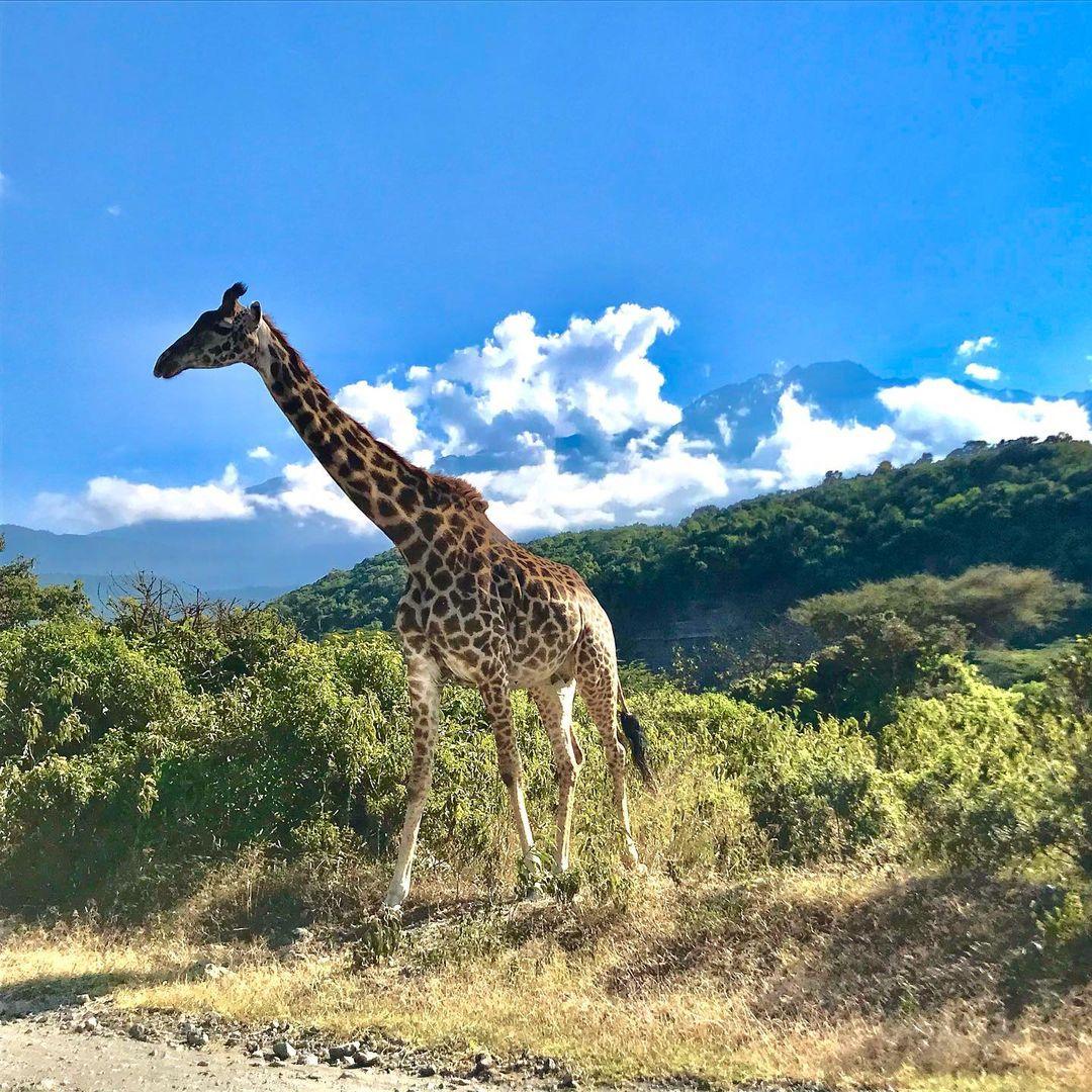 You can't buy happiness but you can buy a ticket and visit Tanzania 🇹🇿 for a holiday season #safari #AdventureAwaits #exploretanzania #africa #climbkilimanjaro #Tanzania #culture @shira_tours