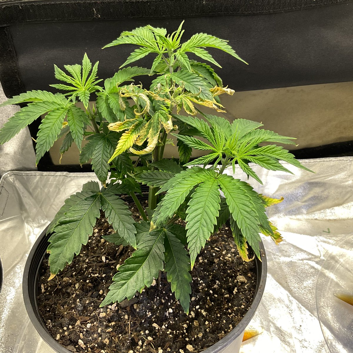 therealTR4G1C's tweet photo. WEEK 2 OF #GrowYourOwn W/ @suiteleaf &amp; @rocket_seeds THE PLANTS ARE GREAT! ALSO THE 1ST HEADLESS PLANT( RED POT) JUST GOT “TOPPED TODAY! &amp; THE 2ND TOPLESS PLANT ( BLUE POT) IS STARTING TO SHOW LEAVES THATS THE GDP STRAIN, I ALSO HAVE THE #AKAUTO &amp; #SHISKABERRY IN MY WEED CUPS https://t.co/Cs6xoxdyIW