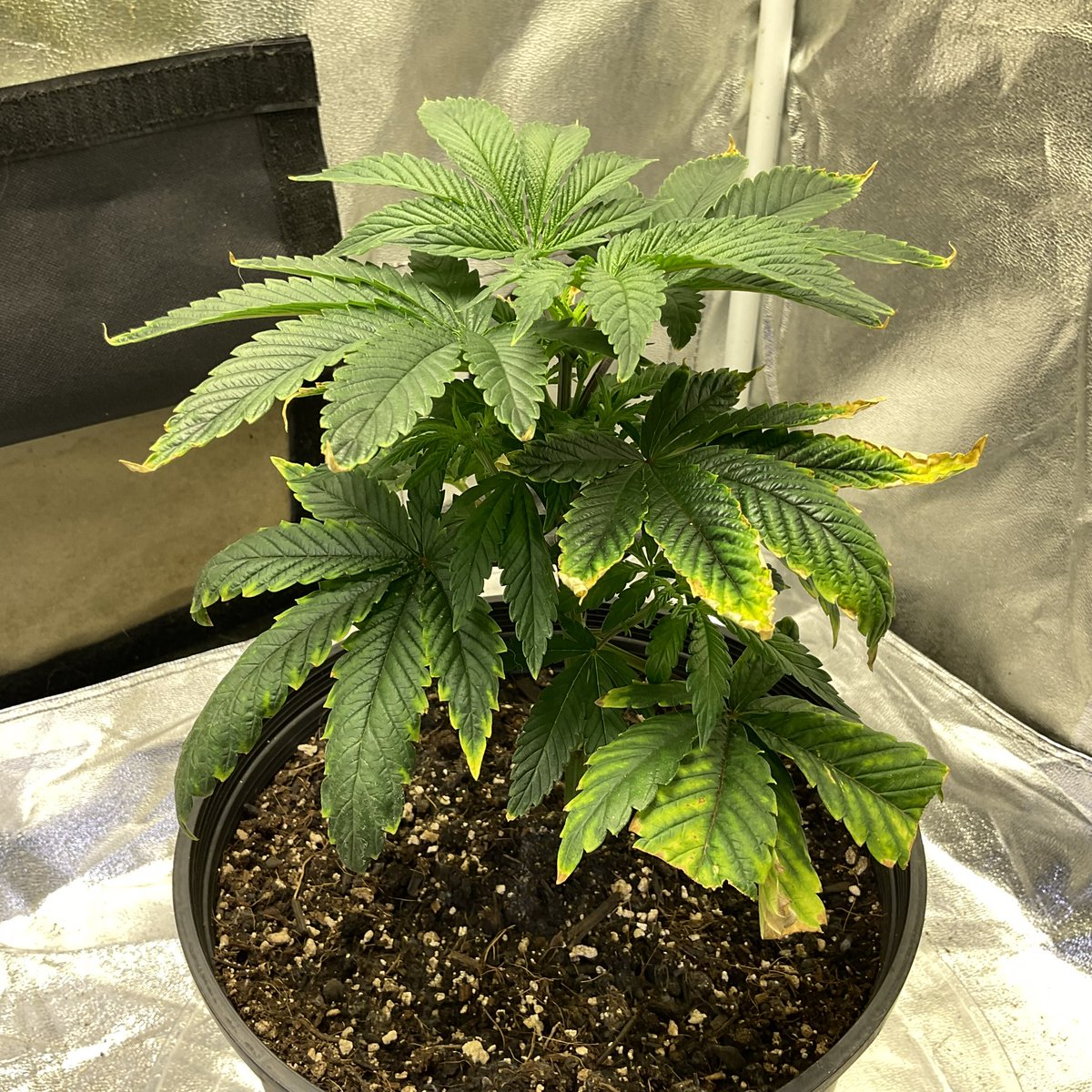 therealTR4G1C's tweet photo. WEEK 2 OF #GrowYourOwn W/ @suiteleaf &amp; @rocket_seeds THE PLANTS ARE GREAT! ALSO THE 1ST HEADLESS PLANT( RED POT) JUST GOT “TOPPED TODAY! &amp; THE 2ND TOPLESS PLANT ( BLUE POT) IS STARTING TO SHOW LEAVES THATS THE GDP STRAIN, I ALSO HAVE THE #AKAUTO &amp; #SHISKABERRY IN MY WEED CUPS https://t.co/Cs6xoxdyIW