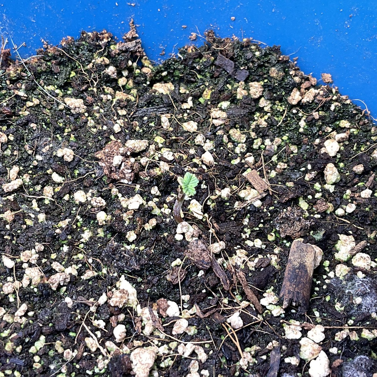 therealTR4G1C's tweet photo. WEEK 2 OF #GrowYourOwn W/ @suiteleaf &amp; @rocket_seeds THE PLANTS ARE GREAT! ALSO THE 1ST HEADLESS PLANT( RED POT) JUST GOT “TOPPED TODAY! &amp; THE 2ND TOPLESS PLANT ( BLUE POT) IS STARTING TO SHOW LEAVES THATS THE GDP STRAIN, I ALSO HAVE THE #AKAUTO &amp; #SHISKABERRY IN MY WEED CUPS https://t.co/Cs6xoxdyIW