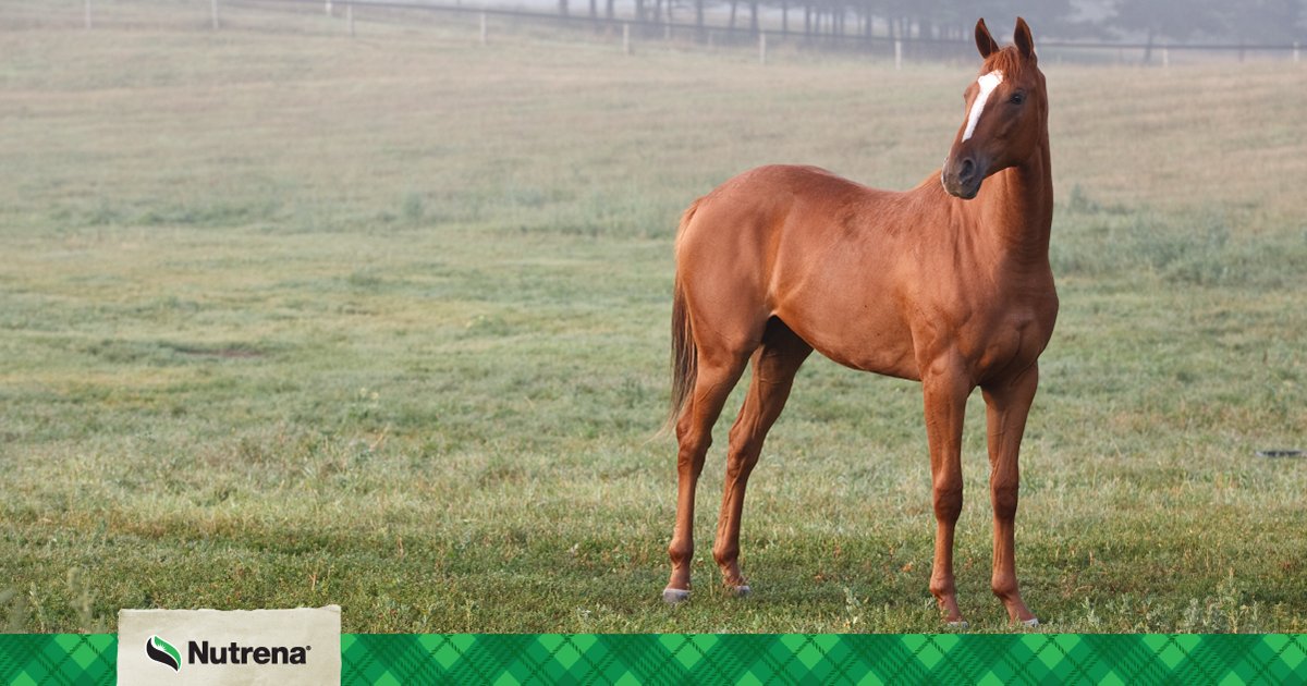 Ever wonder about the minerals in your horse’s feed? Here’s a quick primer on the organic trace mineral complexes found in Nutrena® Premium Feeds. bit.ly/3Bw9Bpv