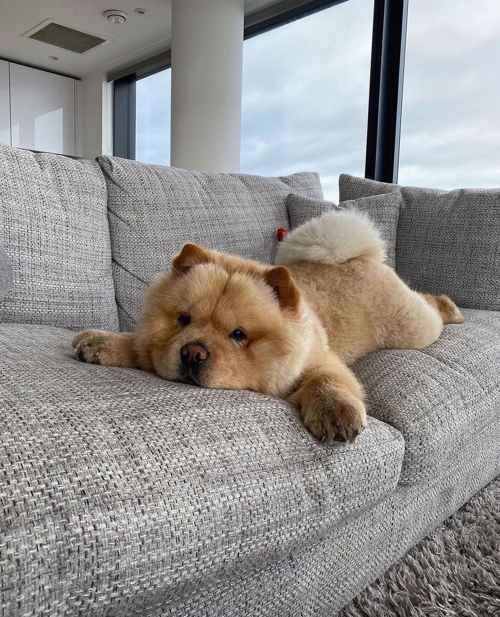 WorldwideJet's tweet photo. Ruff life 🥺 Someone needs a vacation. Good thing our private flights are always pet friendly 🐾❤️ #WorldWideJet #PetFriendlyFlight #COVIDClean
📷 @iamwellandgood
#PrivateJet #PrivateJetTravel #LuxuryTravel #PrivateCharter #JetLife #5starflight https://t.co/vo8WAqQB0Z