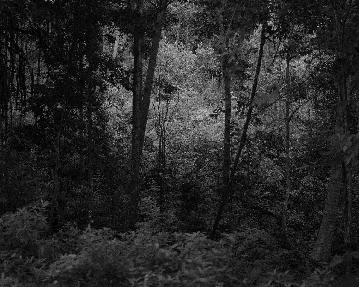PhotoPlaceVT's tweet photo. "The Light Just Beyond" © Derek Brown
from the online exhibit The Magic Of Light. To view all the selected images please follow the link.
https://t.co/g10JZxuvEV
#themagicoflight #photoplacegallery #fineartphotography #photogallery #bwphotography #intheforest https://t.co/lvb2KXL4sr