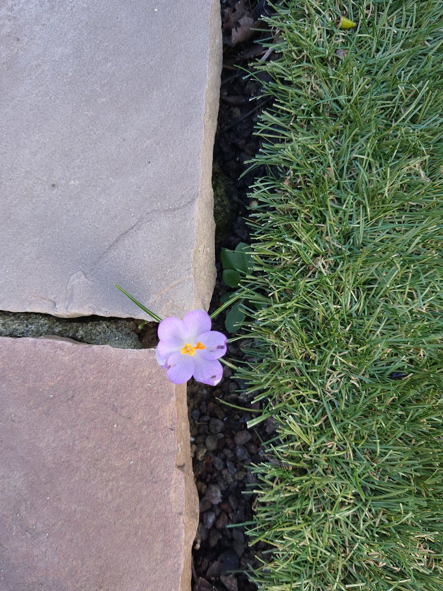 Merhaba çiğdem. | Hello crocus.