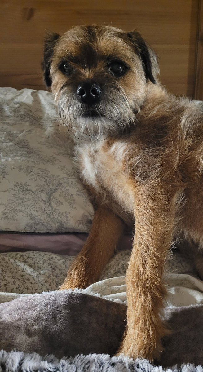 🥳Palz!Seven years young today!Hogging the big bed since 2015!🐾

#BTposse