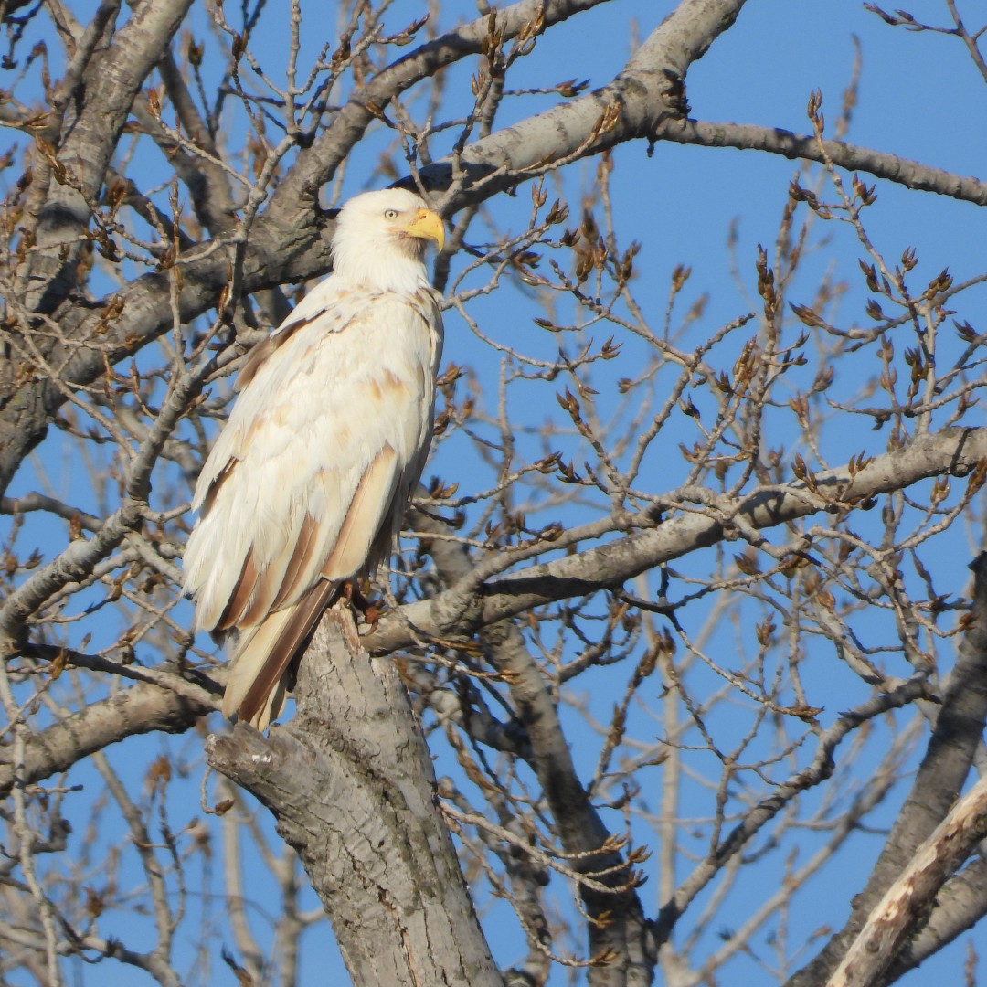 U.S. Fish and Wildlife Service on Twitter: "M*A*J*E*S*T*I*C This leucistic  bald eagle has been showing off its unusual plumage at Sequoyah National  Wildlife Refuge in Oklahoma. Leucism is a genetic mutation which