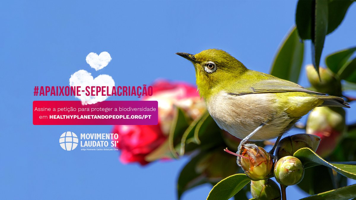 laudatosibrasil's tweet image. Este símbolo do amor de Deus, não existe mais por causa das nossas ações. 💔 Milhares de católicos já assinaram esta petição bit.ly/PlanetaSaudave… para proteger a Obra do Criador: ‘cada criatura é parte do projeto de amor de Deus’ #Apaixone-sePelaCriação