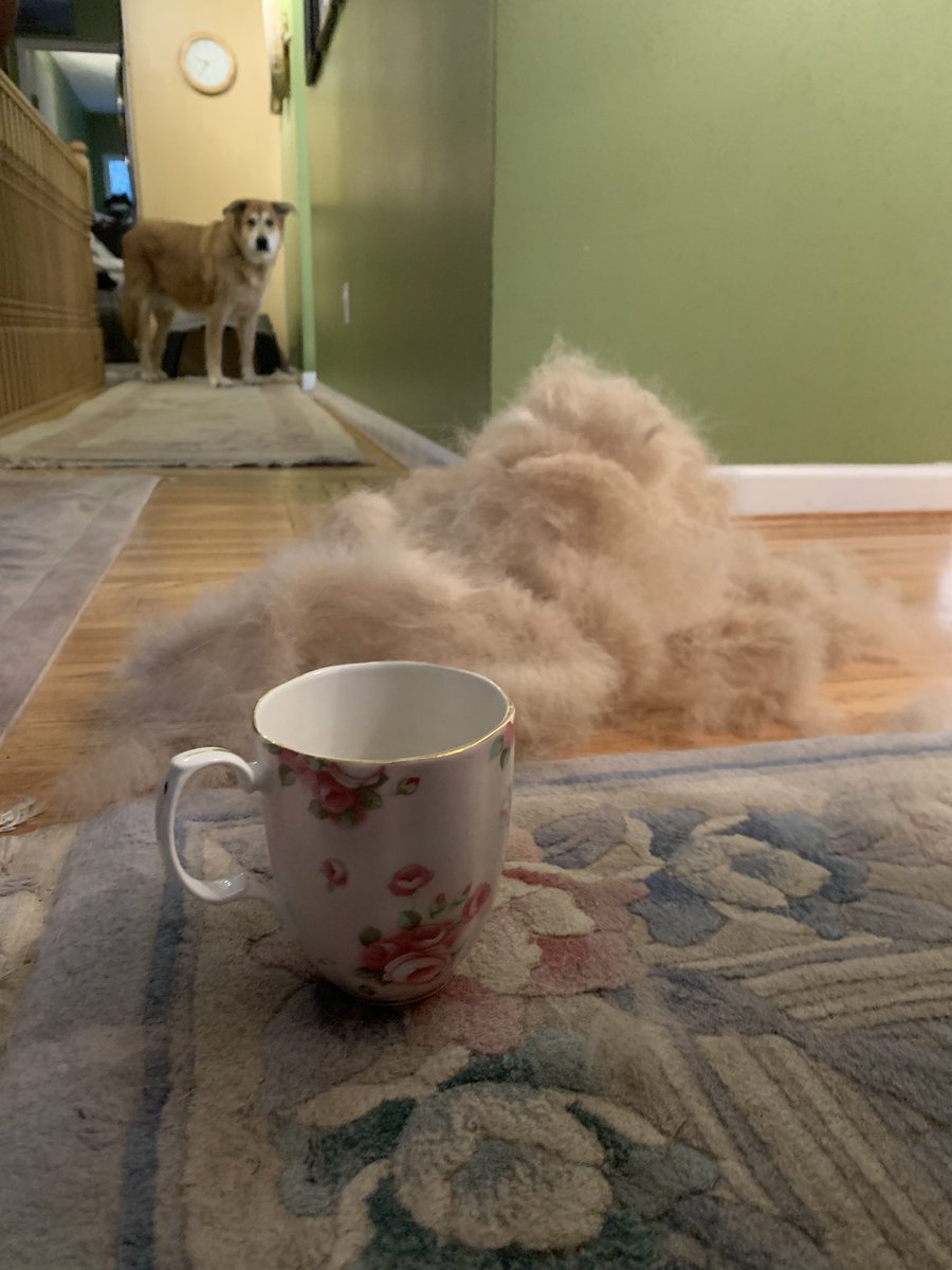 constablestokes's tweet photo. Well… that’s half the dog fur! (Cup for scale) The 2nd & 3rd pics prove that I still have a dog! Lol 🐕 #sheddingseason #brushtime #dogtherapy #dogsoftwitter #lovethatdog #doghaireverywhere #stoked https://t.co/tL8JbOUlui