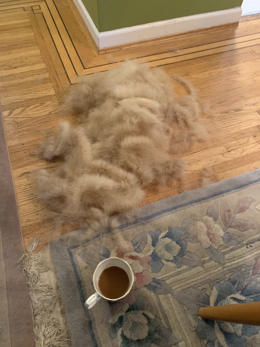 constablestokes's tweet photo. Well… that’s half the dog fur! (Cup for scale) The 2nd & 3rd pics prove that I still have a dog! Lol 🐕 #sheddingseason #brushtime #dogtherapy #dogsoftwitter #lovethatdog #doghaireverywhere #stoked https://t.co/tL8JbOUlui