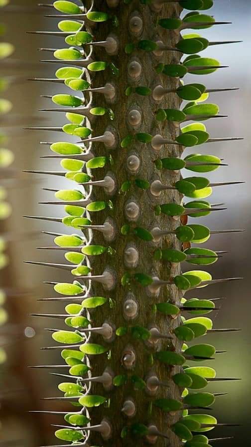 Kendi tasarımı olacak değil ya... 😏 Elbette #AllahYarattı