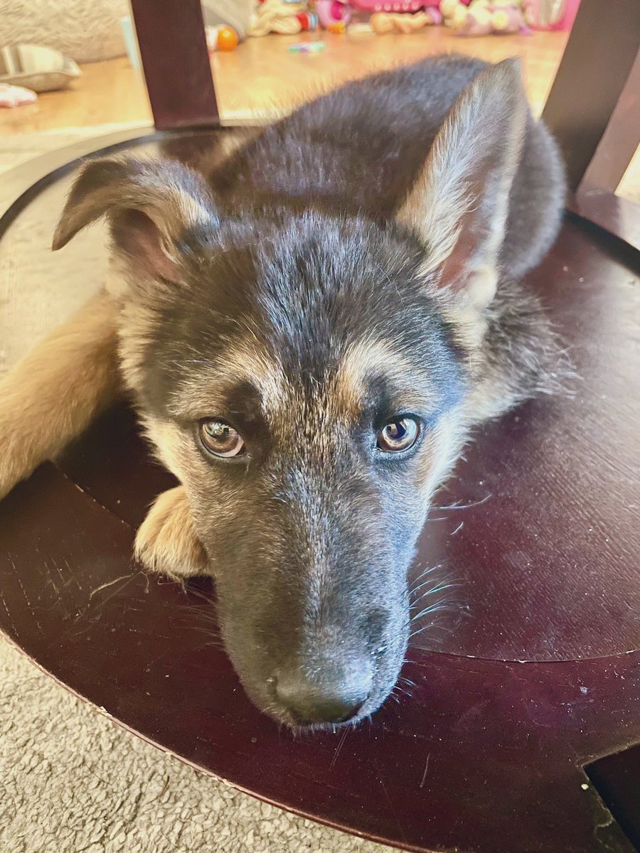 The_Real_M_C_'s tweet photo. Meet Everest 🖤 https://t.co/F3Sgfa2MFh