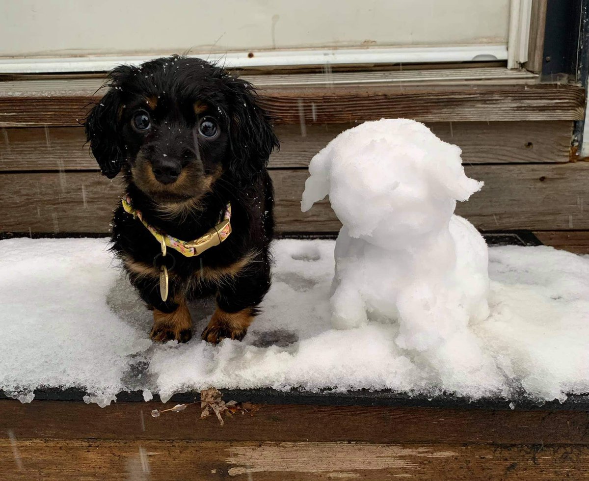 This is Dotty. There was a small miscommunication about what making snow angels meant. Modeled it after herself. 12/10