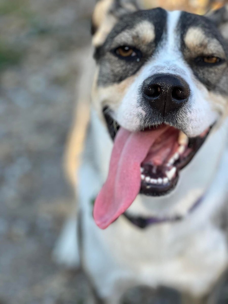 SPCAmc's tweet image. Viola is an energetic 1 year old husky mix with a zest for fun!  She is a graduate of the SPCA&apos;s Ruff Start program, which pairs shelter dogs with inmate trainers at Salinas Valley State Prison for extra attention, training, and love. Meet her at the SPCA!  #spcamc #adopt