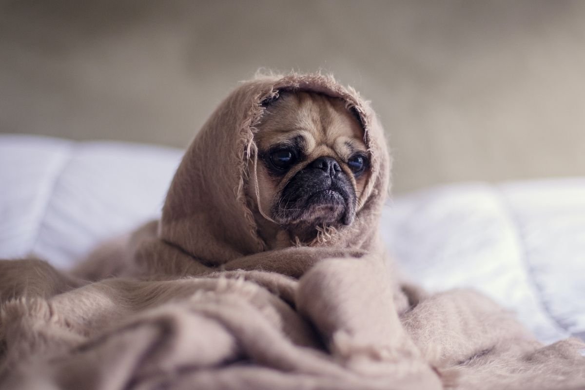 SimplyBelleVie's tweet photo. It’s February, and we’re in the thick of winter….likely raining or snowing with unappreciated frigid temperatures, it can get frustrating locked up inside for con't:
https://t.co/LALDF3171I
#LifestyleBlogging #SimplyBeautifulLife #LivingYourBestLife #HomeLiving https://t.co/4B7ocly8pu