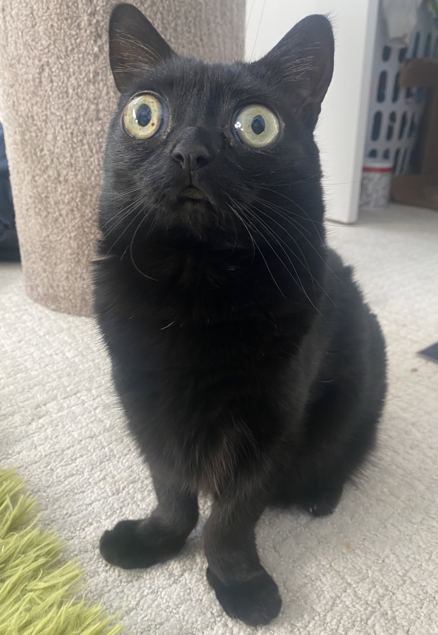 🟣 SynthHunter 🟣 (SynthHunter) / Twitter