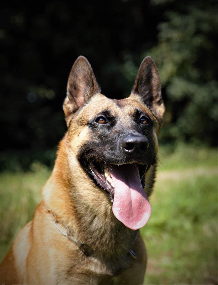 PDBen1194's tweet photo. RPD Ben has his specialist appointment on 25th February for investigation and possible surgery, I am still trying to raise money to pay for his bill, I have attached the link for anyone wishing to donate, thank you so much for your support https://t.co/MWxlMFB45m https://t.co/D9EUBXVWlX