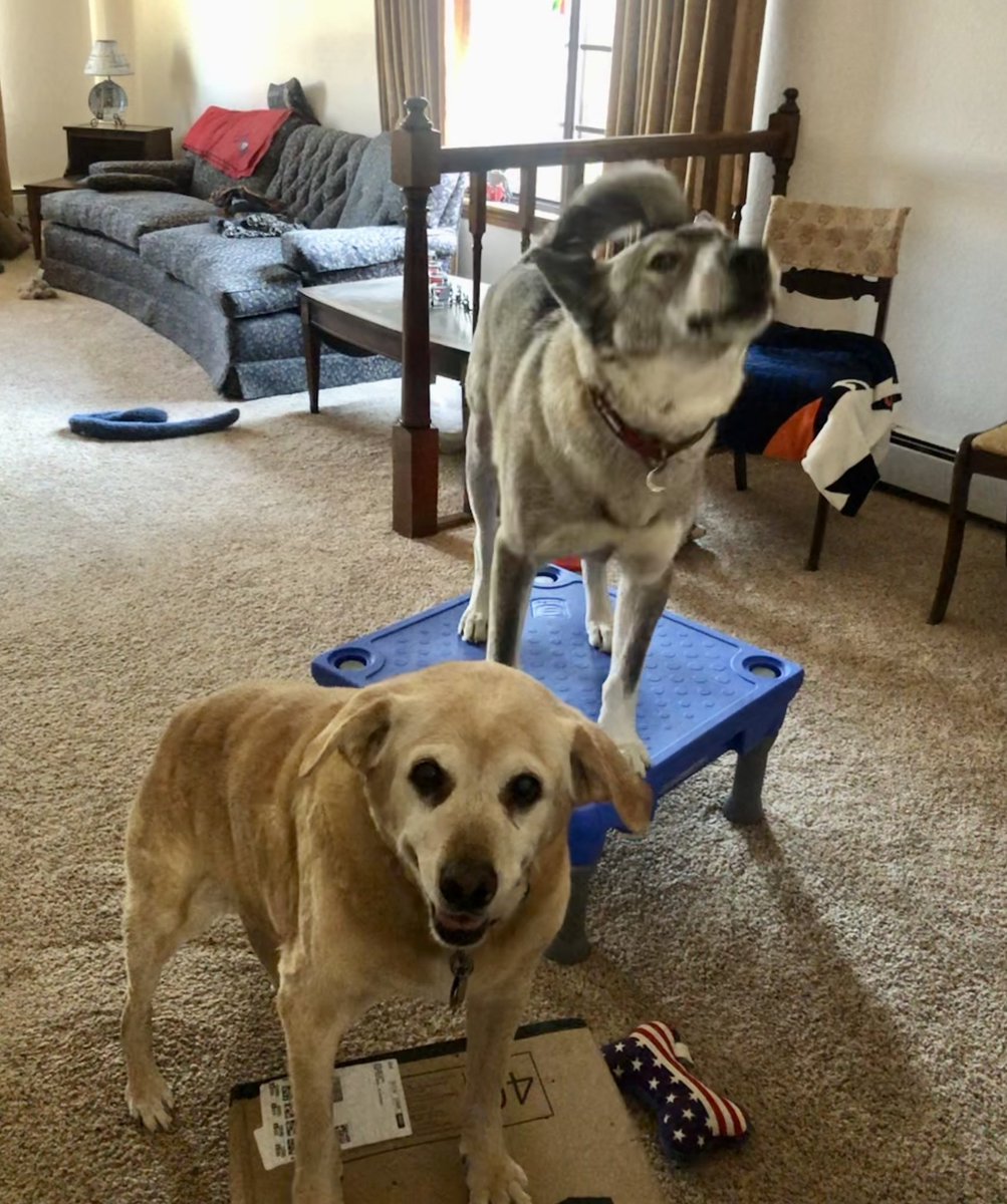 skidog2Tundra's tweet photo. I love working out with my brother! #TeamTundraPack #MyPackRochs #StrongerAsAPack https://t.co/gbQCmF75hH