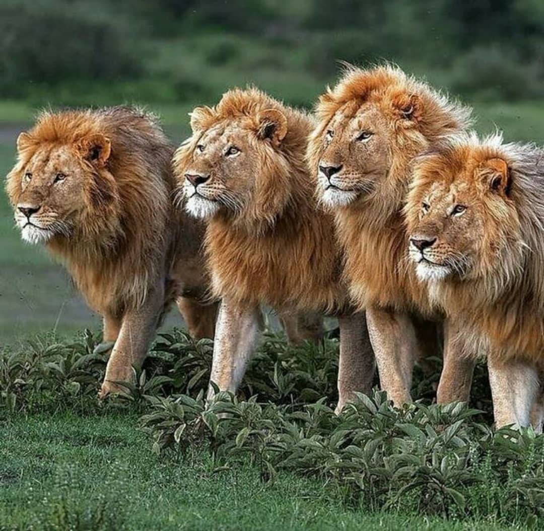 realFFK's tweet photo. Beautiful... https://t.co/PFcRQJTL7w