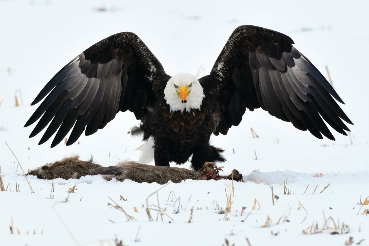 CornellCWHL's tweet photo. Need a little help understanding how lead impacts #BaldEagle #populations - we have you covered. A handy guide to give you the #science. #AmmoChoice
#scicomm #PopulationHealth @NYSDEC @cornellvet

Lead Toxicosis Impacts Eagle Populations
https://t.co/uh2YbgSKmD https://t.co/PFciw5NXCr