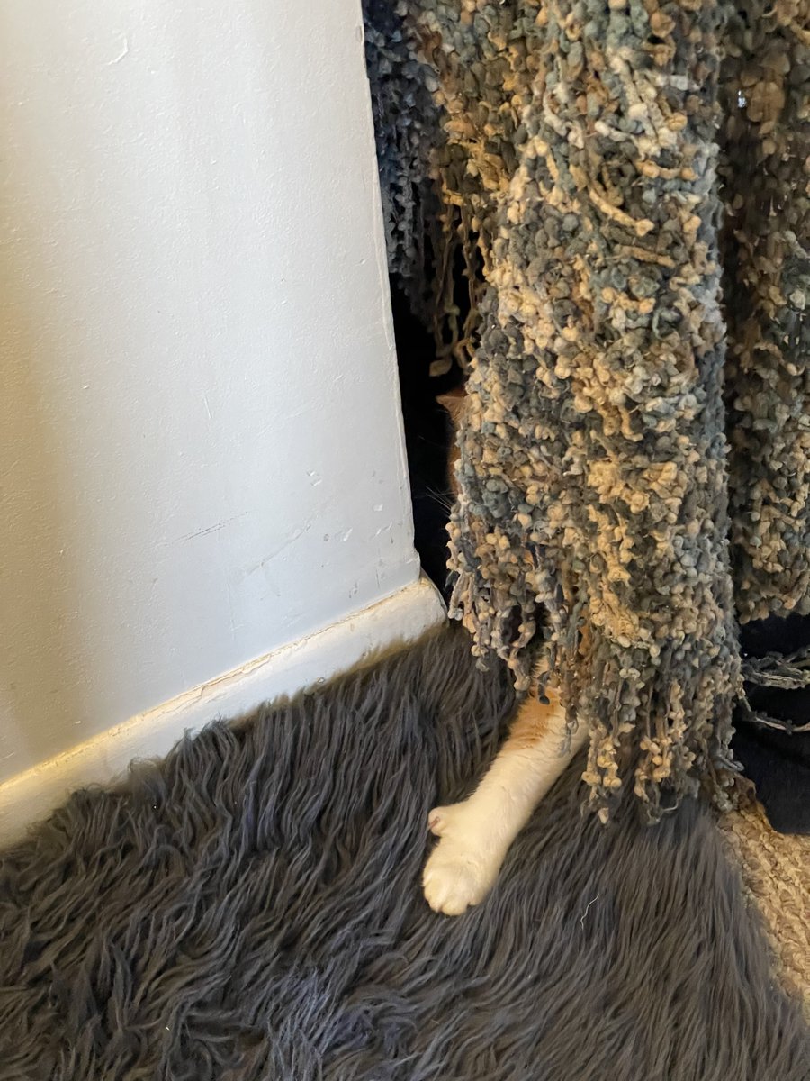 Where's the Cat?
#cats #CatsOfTwitter  #pets #hiddencamera #Sneaky #cute #adorablepets #BeKindAlways