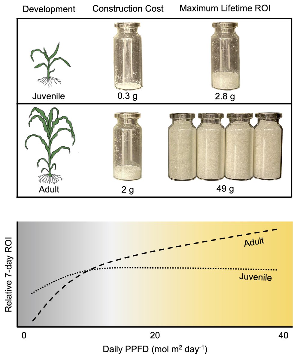 E_H_Lawrence's tweet photo. My favorite project from my PhD is now published! Vegetative phase change causes a shift in plant carbon economic strategy that makes juvenile leaves advantageous in light limited conditions https://t.co/4GbgBelKoX @BHelliker https://t.co/XisAm7g6Bi