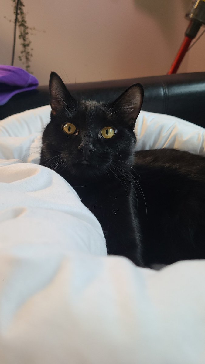 My little laundry helper 🖤