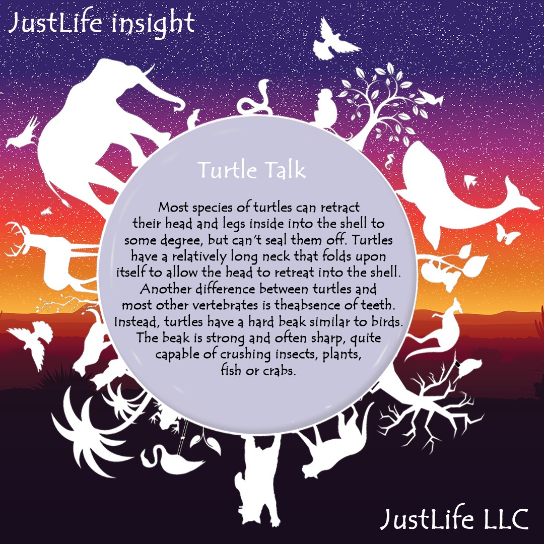 I like Turtles 🐢

#JustLife #turtle #turtles #Beaking #Shell #conservation #species #FunFact #earth #REPTILE
#ClimateCrisis #pollution #litter

🌍🌍 <a href="/nftJustLife/">JustLife</a> 🌍🌍