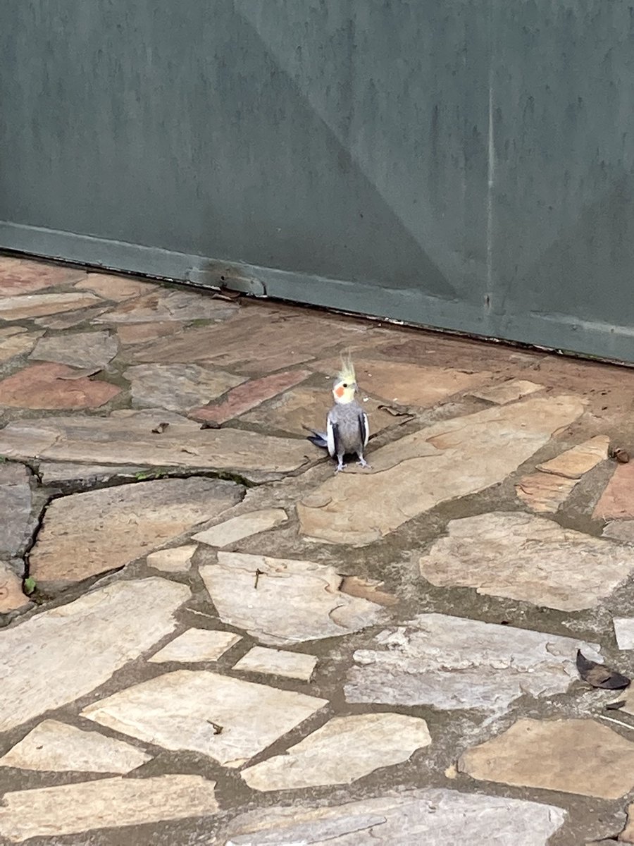 MariliaCorradi's tweet photo. Atenção, encontrei esta calopsita perdida na minha rua, aqui no bairro castelo. Aparentemente, não é de nenhum vizinho. Temos que achar o dono. #bairrocastelo #calopsita #castelobh #animalperdido https://t.co/81qFsHSWFv