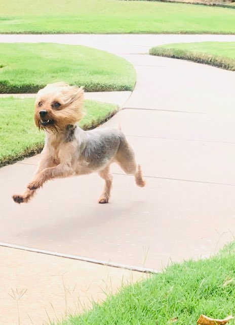 FunFuriends's tweet photo. #DogsofTwittter #Yorkies this is #Boomer he is SO much fun! He normally lives in a high rise downtown so when I let him run outside he gets so excited! #Freedom #FunFuriends #Yorkshire #FurrFam https://t.co/zETrMfvhMR