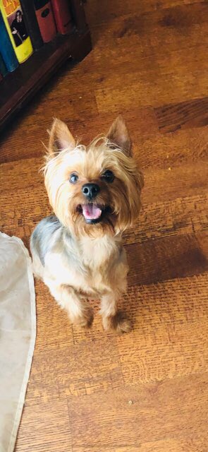 FunFuriends's tweet photo. #DogsofTwittter #Yorkies this is #Boomer he is SO much fun! He normally lives in a high rise downtown so when I let him run outside he gets so excited! #Freedom #FunFuriends #Yorkshire #FurrFam https://t.co/zETrMfvhMR