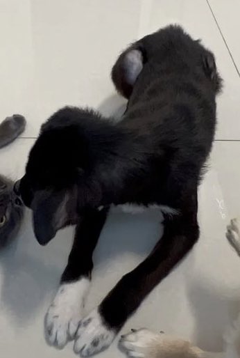 oncetwicebrasil's tweet photo. O #YUKI quando a #JEONGYEON pegou ele pra tratar (9 de janeiro) e como ele tá agora (17 de fevereiro)!! 😭😭😭😭

#TWICE #트와이스 @JYPETWICE https://t.co/hC0hS1UePT