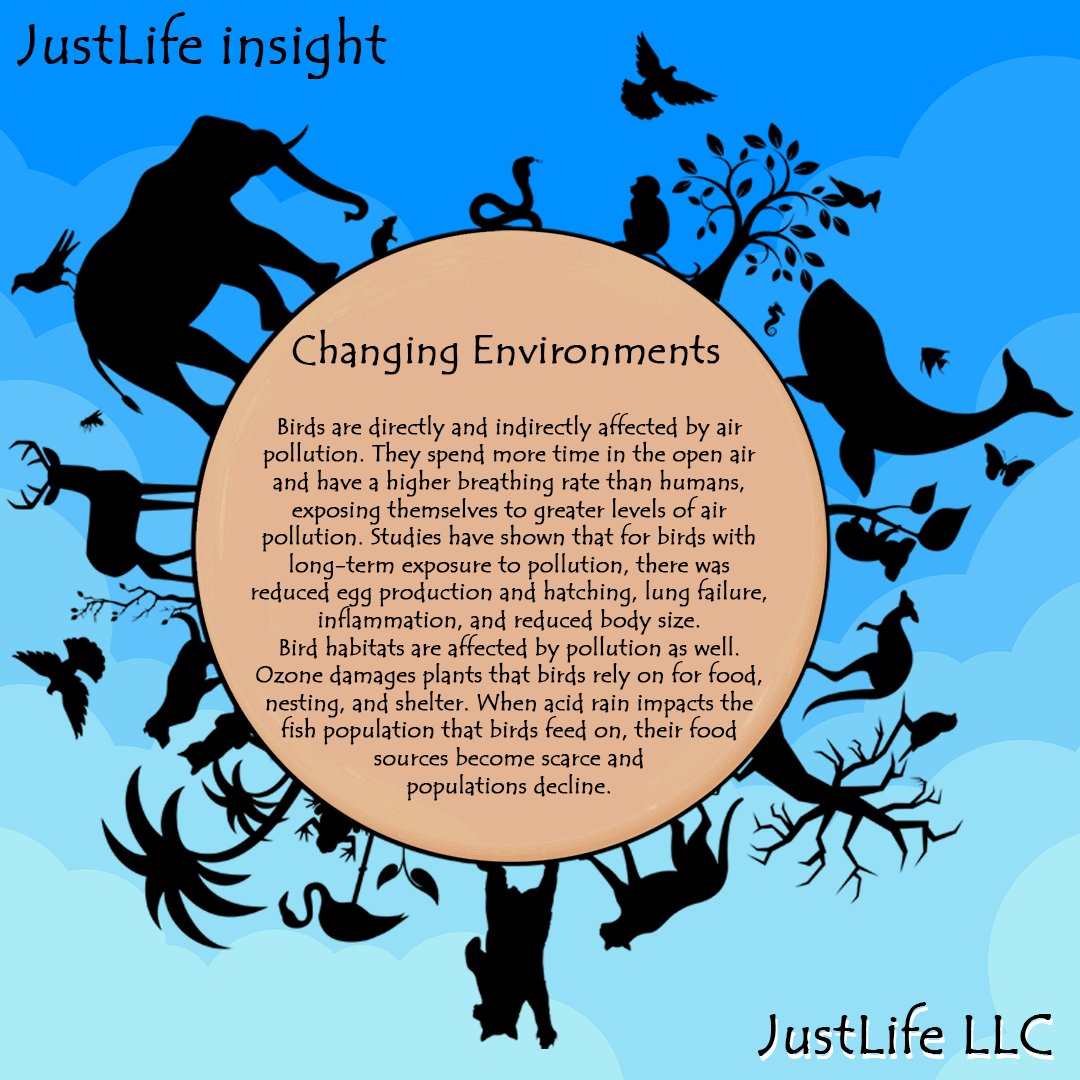 For a lot of people Hope is hound looking up, let us not lose the beautiful creatures above 🦅

#JustLife #birding #bird #conservation #Diversity #pollution #habitat #preservation #life #CleanUp #NaturePhotography #naturelovers #nature 

🌍🌍 <a href="/nftJustLife/">JustLife</a> 🌍🌍