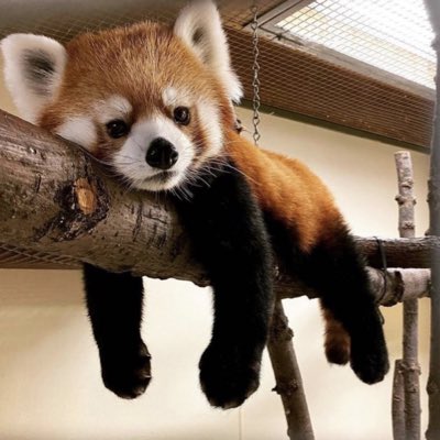 nfteatingpanda's tweet photo. #NewProfilePic https://t.co/vxEgAPvSlJ