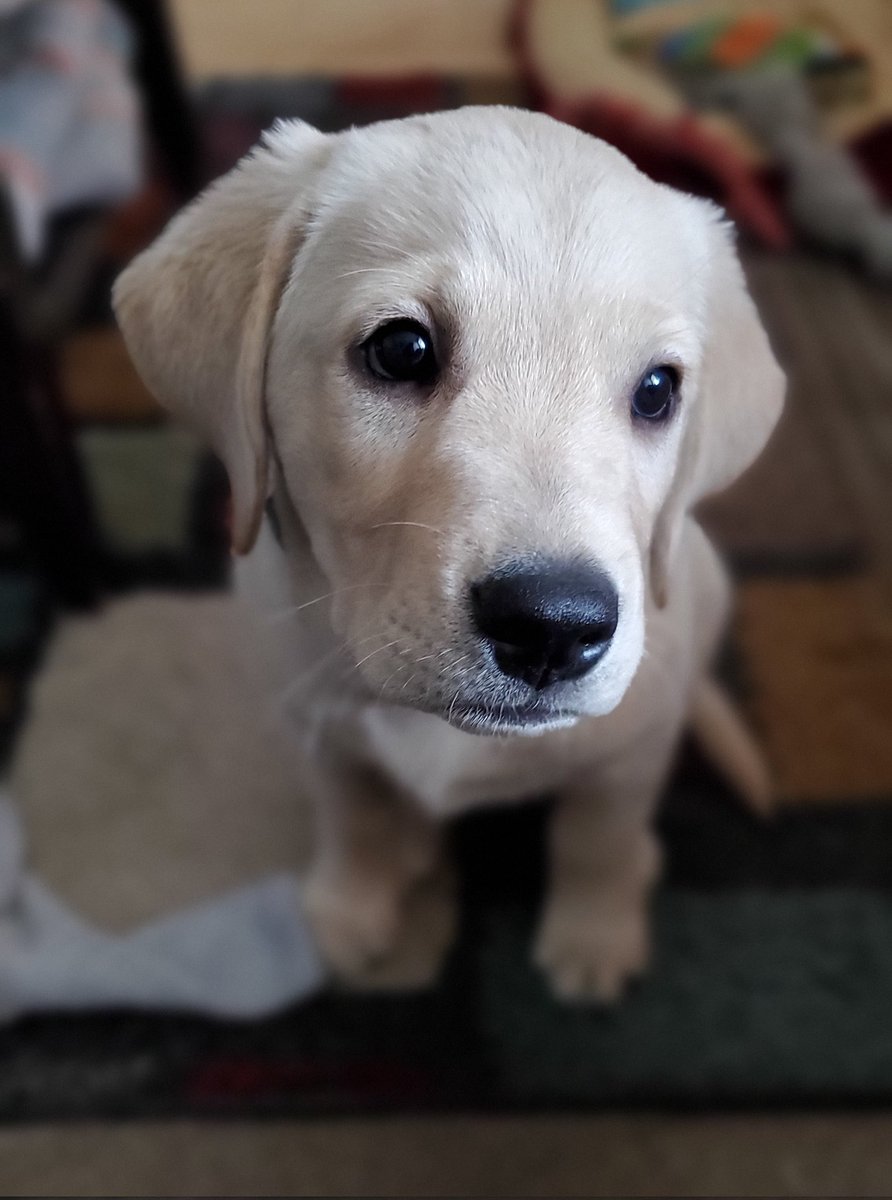 mrskingle's tweet photo. I love him. That is all. As you were. 💙🐾🥰
#puppyDex #Dex #meetDex
#puppylove #Goldador #labpuppy https://t.co/EwAeW1U0w0